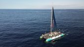 Eco catamaran with dolphin and whale sightings