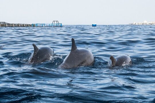 Kayak Safari with Dolphin and Turtle Watching in Guaza