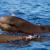 Dolphin & Whale Watching