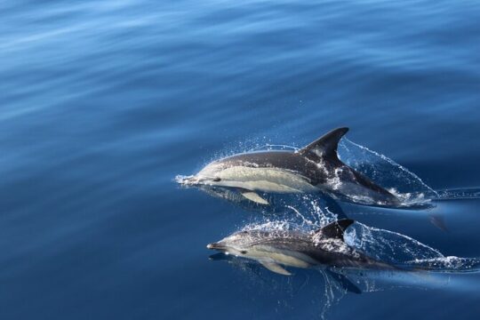 Whale & Dolphin Watching Boat Tour from Los Cristianos