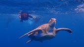 5* trip with free pics and videos and all sea creatures