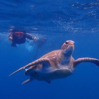 Snorkeling