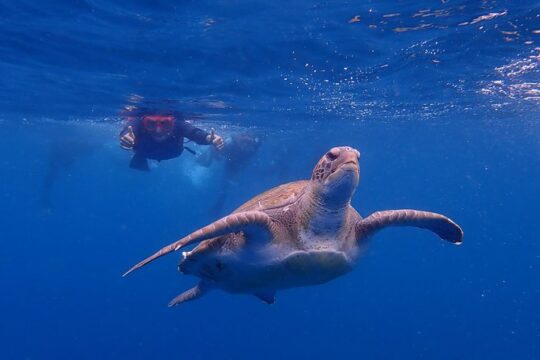 Kayaking with Dolphins and Turtles and Snorkelling in Tenerife