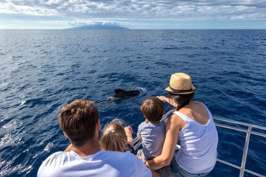 Whales & Dolphins watching in exclusive sailboat