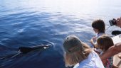 Dolphins and whales....