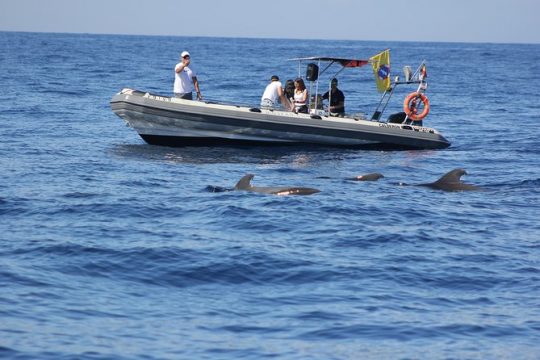 Whale Watching and Marine Science Tour