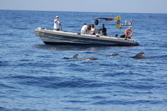 Whale Watching and Marine Science Tour