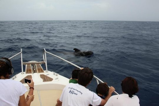 2.30h Whale Watching Experience