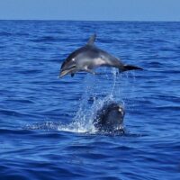 Shore Excursions