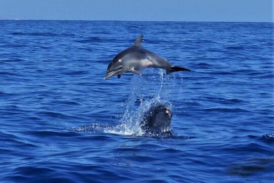 Los Gigantes Whale Watching Charter by Sail Boat
