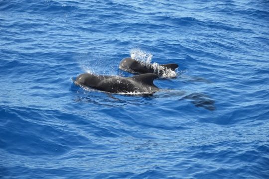 Tenerife: Whale and dolphin watching