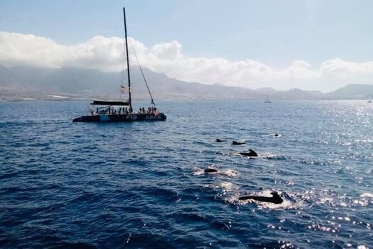 Whale Watching Catamaran in Costa Adeje (Including drinks & Sandwich)