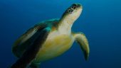 Best Dive centre Tenerife