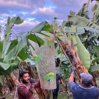 Plantation Tours