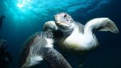 Snorkeling from Costa Adeje