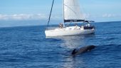 Experienced captain and a great sailing experience.