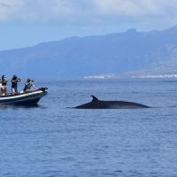 Dolphin & Whale Watching