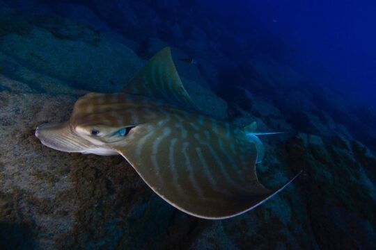 DEEP DIVING SPECIALITY - Discover a new world up to 40m depth !