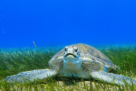 Underwater sightseeing - individual dive trip under Tenerife