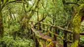 Tour to La Gomera