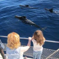 Catamaran Cruises