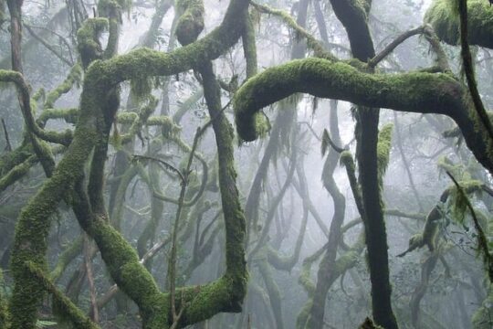 Full Day Guided Tour to La Gomera from Tenerife