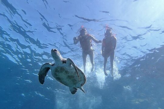 Kayak with Dolphin & Turtle Watching Private Tour