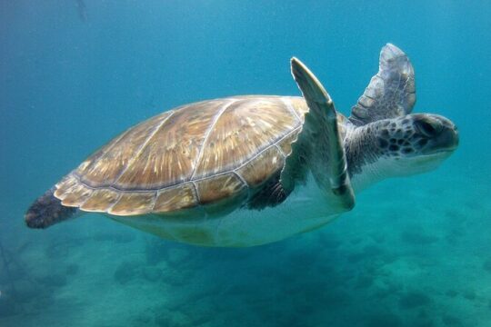 Snorkelling safari in a turtle area
