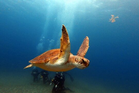 Discover PADI scuba diving in the area of Tortugas in Playa de Abades