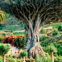 Cultural & Theme Tours