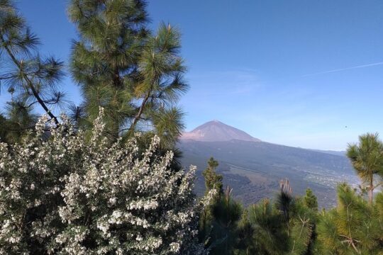 Essential Tenerife and Teide Shore Excursion VIP TOUR