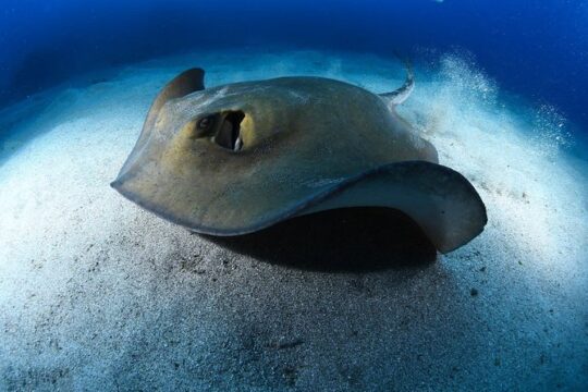 ADVANCED OPEN WATER CERTIFICATION - Improve your scuba diving skills up to 30m !