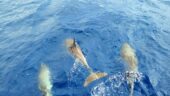 Fantastic Whale watching experience