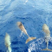 Dolphin & Whale Watching