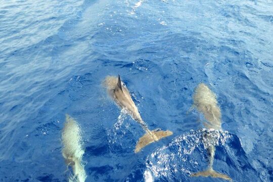 Luxury Opera 60 Whale & Dolphin Watching Experience