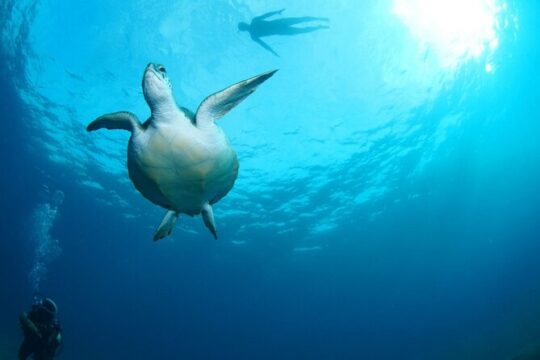 Diving for beginners by boat from Puerto Colon