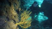 The best diving center in the Canary Islands!!!