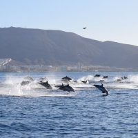 Jet Boats & Speed Boats