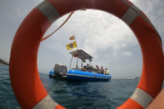 SEA SAFARI, Dolphins, Whales, snorkeling, snack and drink, 2 h speedboat