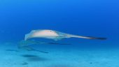 Best dive site