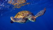 Wonderful snorkeling