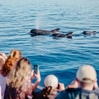 Tours & Sightseeing