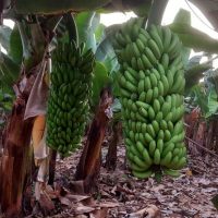 Plantation Tours