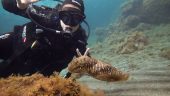 Great and relaxed diving