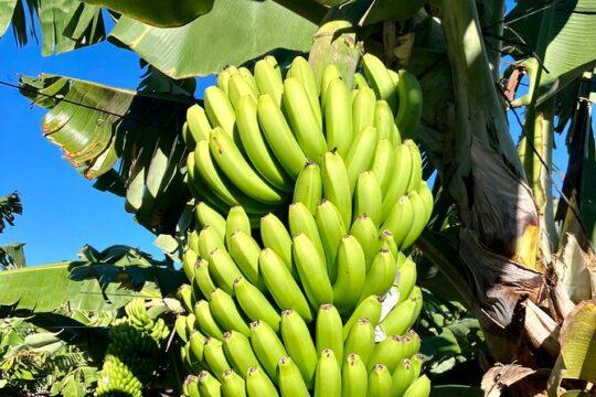 Ecological Banana Plantation Tour
