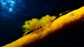 Amazing dive. Saw...