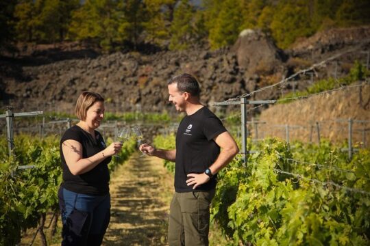 Visit to Arafo Mountain Vineyard and Organic Wine Tasting