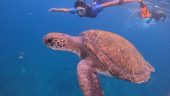 Fabulous snorkelling experience
