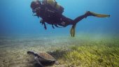 Amazing and highly professional diving school