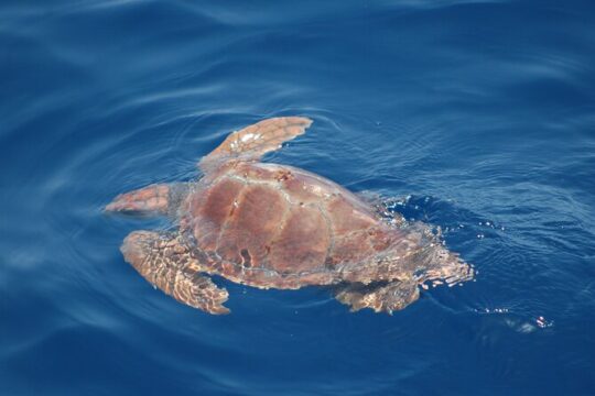 Small Group Excursion Whales and Dolphin Watching Los Gigantes